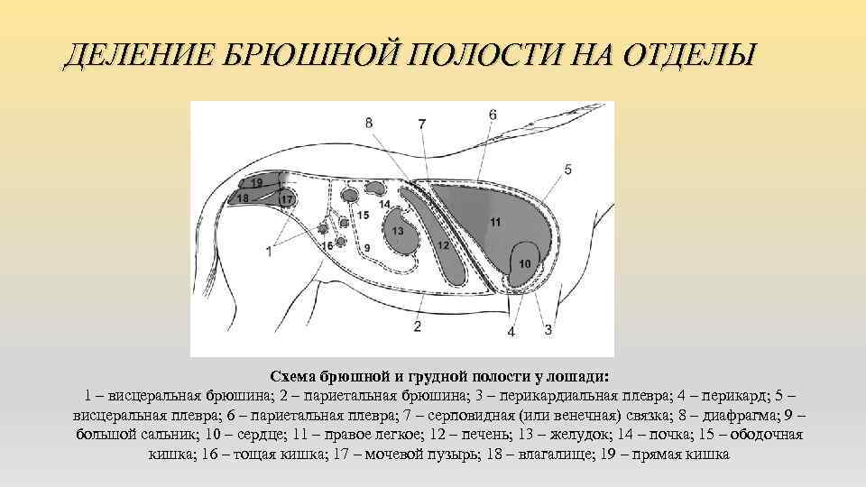 ДЕЛЕНИЕ БРЮШНОЙ ПОЛОСТИ НА ОТДЕЛЫ Схема брюшной и грудной полости у лошади: 1 –