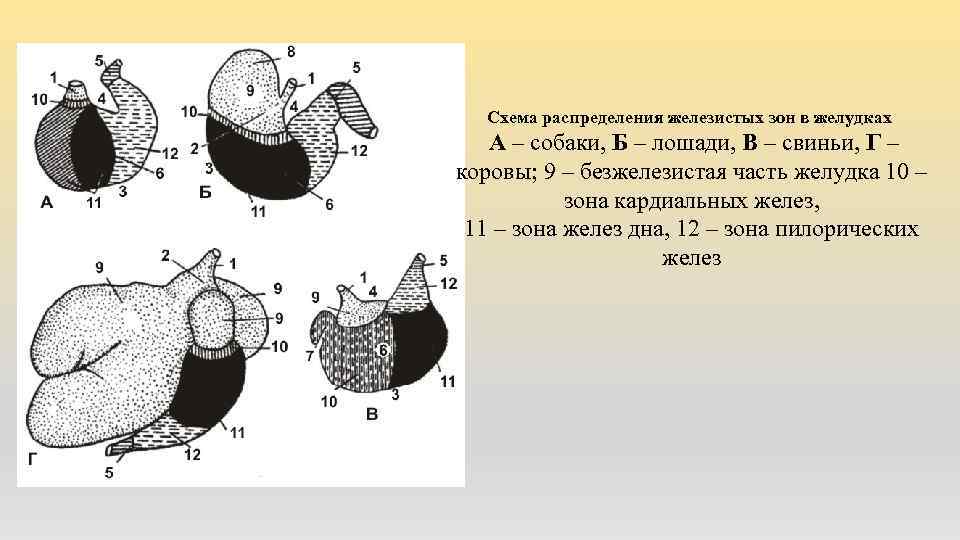 Схема распределения железистых зон в желудках А – собаки, Б – лошади, В –