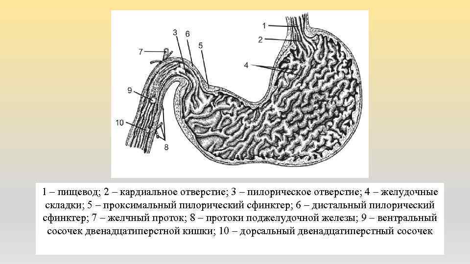 1 – пищевод; 2 – кардиальное отверстие; 3 – пилорическое отверстие; 4 – желудочные