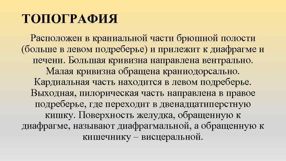 ТОПОГРАФИЯ Расположен в краниальной части брюшной полости (больше в левом подреберье) и прилежит к