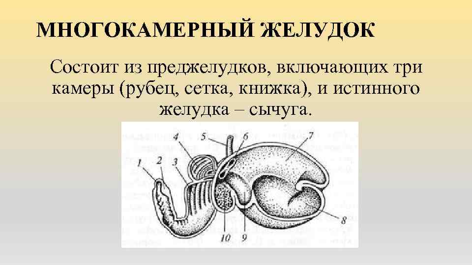 МНОГОКАМЕРНЫЙ ЖЕЛУДОК Состоит из преджелудков, включающих три камеры (рубец, сетка, книжка), и истинного желудка