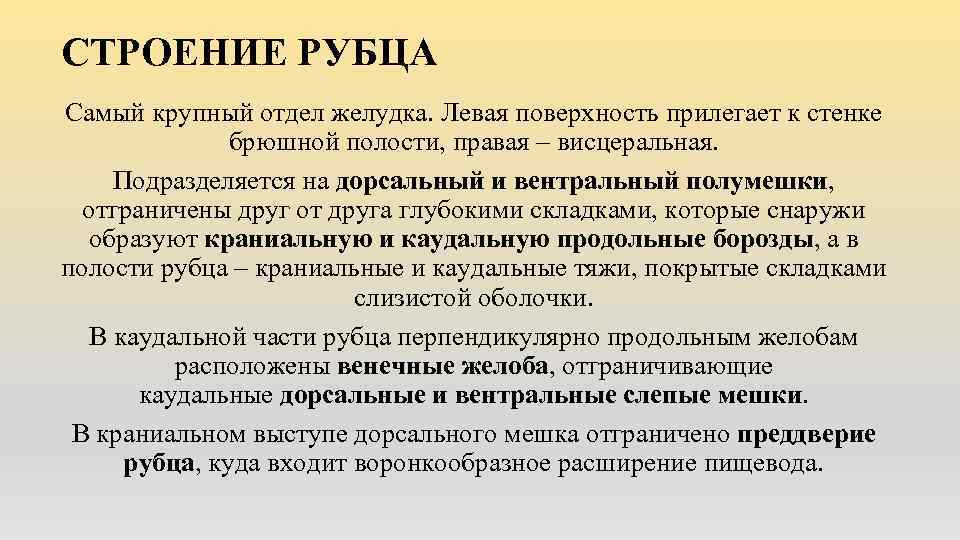 СТРОЕНИЕ РУБЦА Самый крупный отдел желудка. Левая поверхность прилегает к стенке брюшной полости, правая