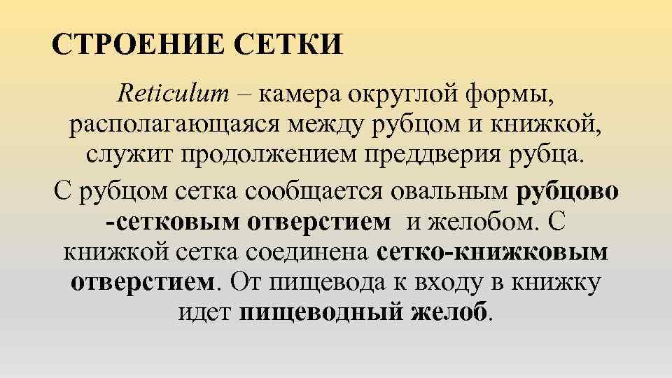 СТРОЕНИЕ СЕТКИ Reticulum – камера округлой формы, располагающаяся между рубцом и книжкой, служит продолжением