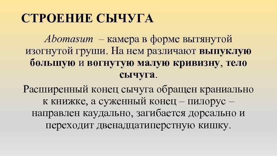 СТРОЕНИЕ СЫЧУГА Abomasum – камера в форме вытянутой изогнутой груши. На нем различают выпуклую