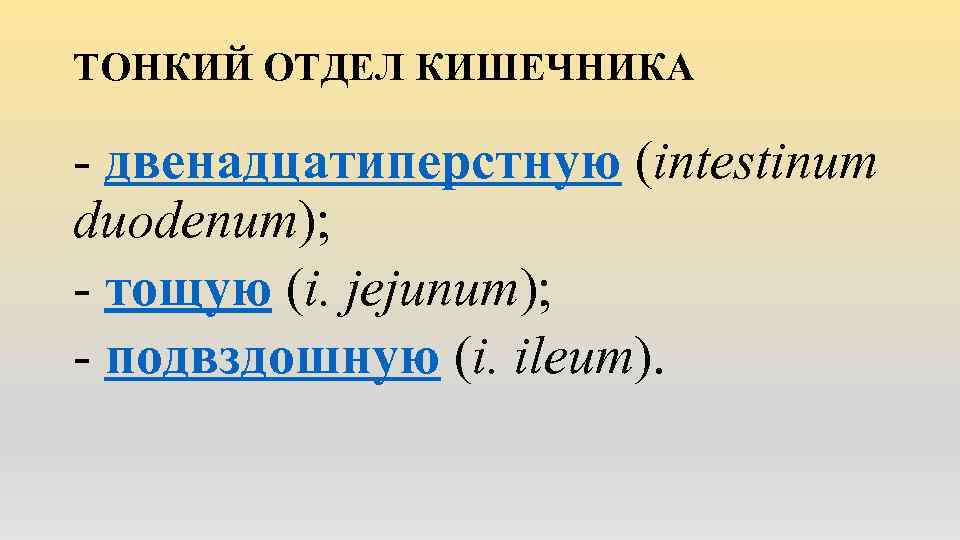 ТОНКИЙ ОТДЕЛ КИШЕЧНИКА - двенадцатиперстную (intestinum duodenum); - тощую (i. jejunum); - подвздошную (i.