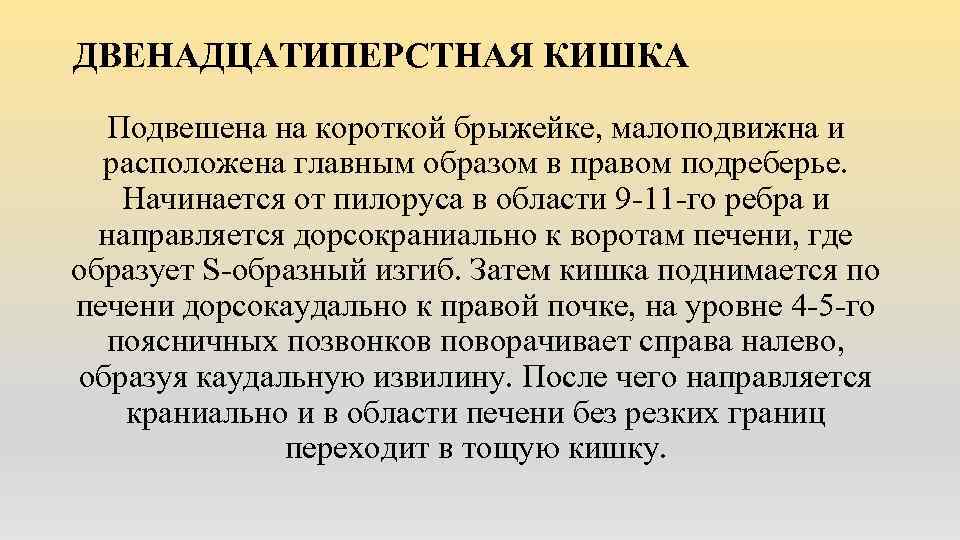 ДВЕНАДЦАТИПЕРСТНАЯ КИШКА Подвешена на короткой брыжейке, малоподвижна и расположена главным образом в правом подреберье.