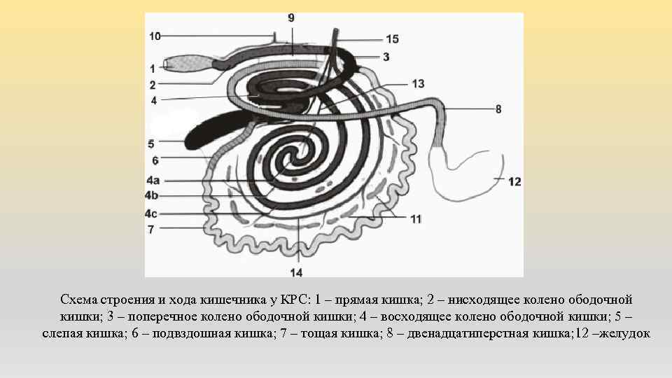 Схема строения и хода кишечника у КРС: 1 – прямая кишка; 2 – нисходящее