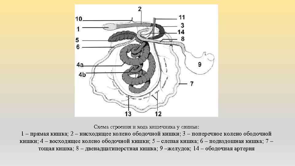 Схема строения и хода кишечника у свиньи: 1 – прямая кишка; 2 – нисходящее