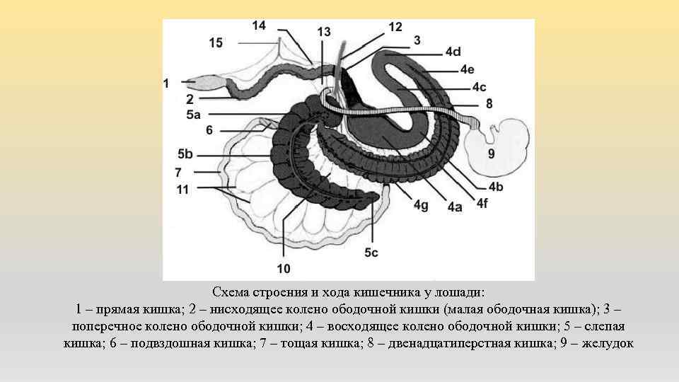 Схема строения и хода кишечника у лошади: 1 – прямая кишка; 2 – нисходящее