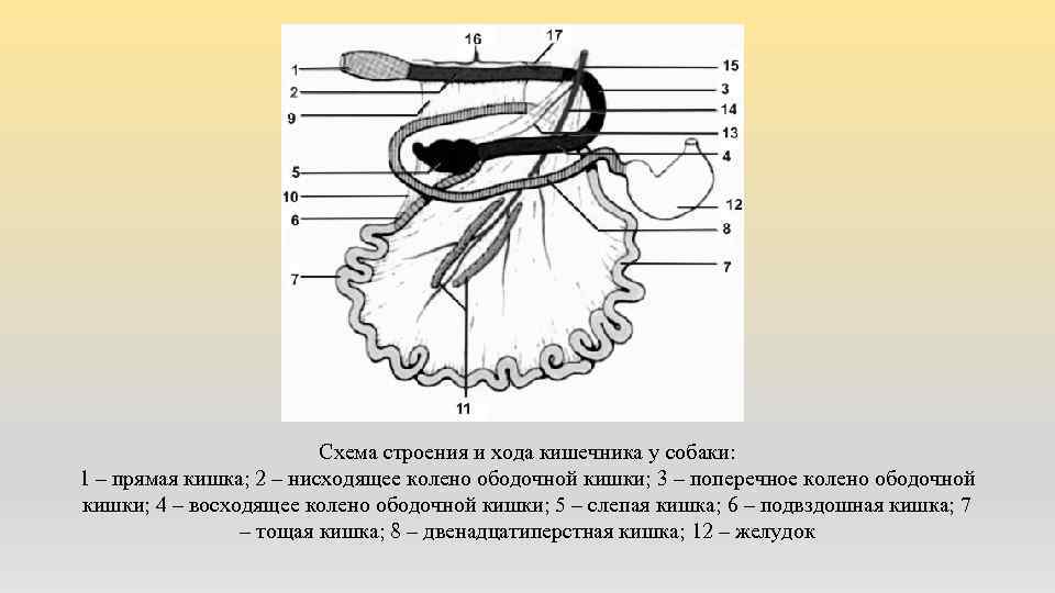 Схема строения и хода кишечника у собаки: 1 – прямая кишка; 2 – нисходящее