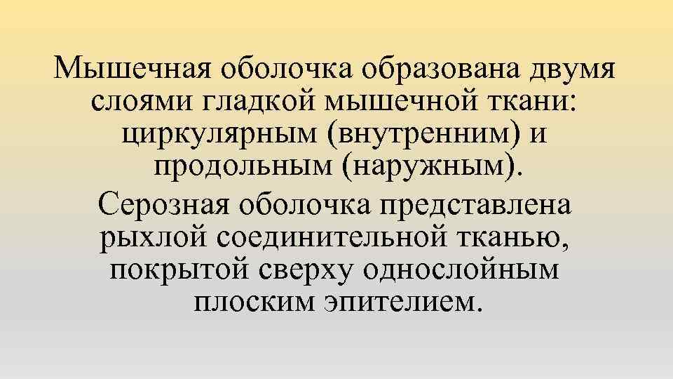 Мышечная оболочка образована двумя слоями гладкой мышечной ткани: циркулярным (внутренним) и продольным (наружным). Серозная