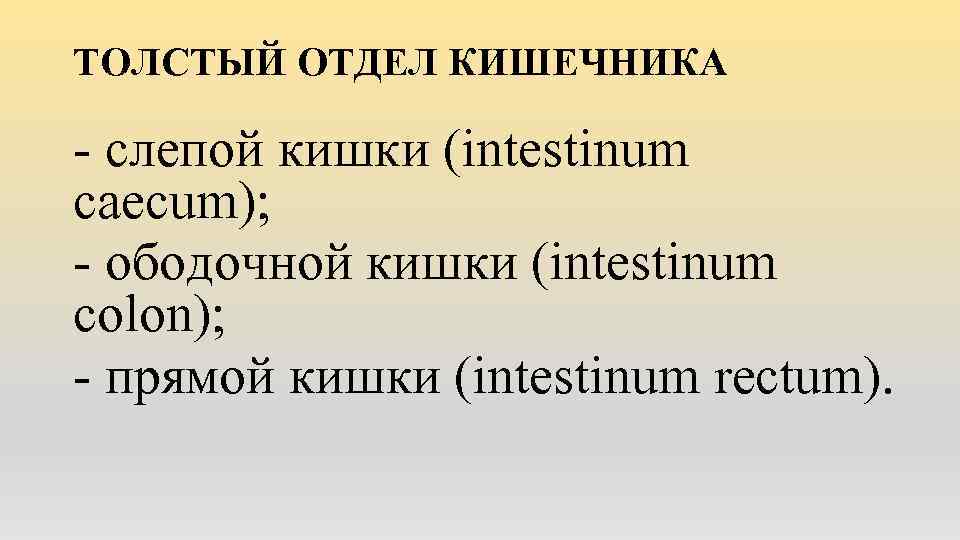 ТОЛСТЫЙ ОТДЕЛ КИШЕЧНИКА - слепой кишки (intestinum caecum); - ободочной кишки (intestinum colon); -