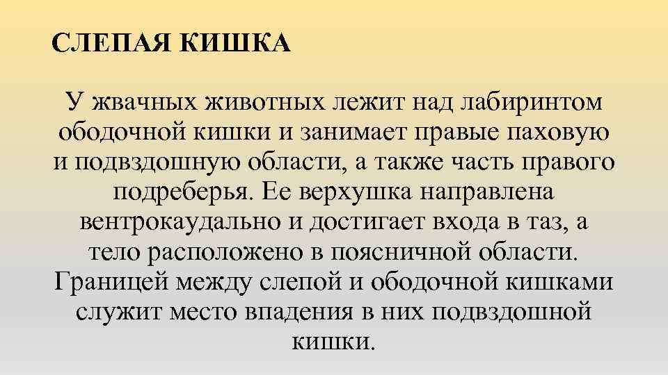 СЛЕПАЯ КИШКА У жвачных животных лежит над лабиринтом ободочной кишки и занимает правые паховую