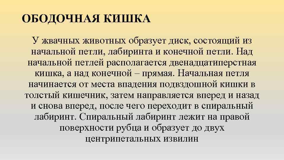 ОБОДОЧНАЯ КИШКА У жвачных животных образует диск, состоящий из начальной петли, лабиринта и конечной