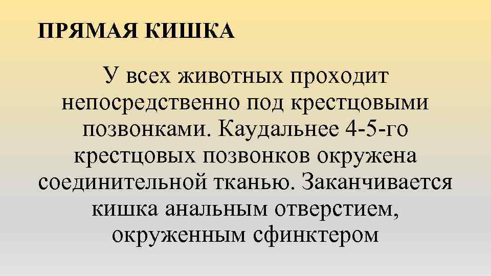 ПРЯМАЯ КИШКА У всех животных проходит непосредственно под крестцовыми позвонками. Каудальнее 4 -5 -го