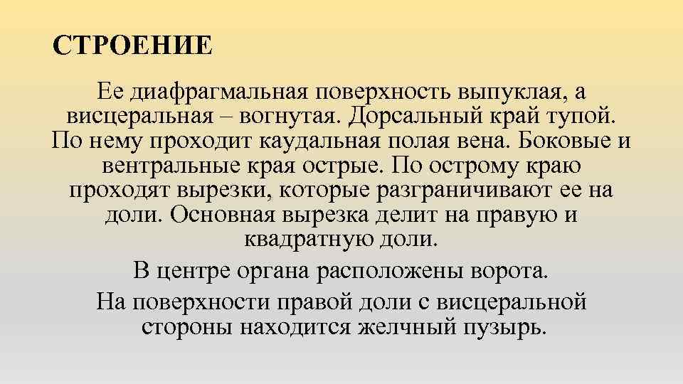 СТРОЕНИЕ Ее диафрагмальная поверхность выпуклая, а висцеральная – вогнутая. Дорсальный край тупой. По нему