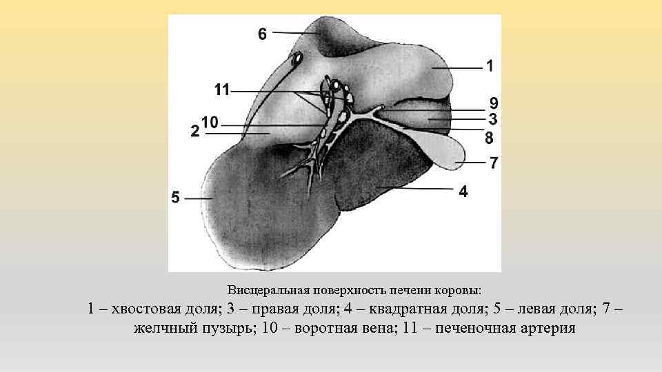 Висцеральная поверхность печени коровы: 1 – хвостовая доля; 3 – правая доля; 4 –