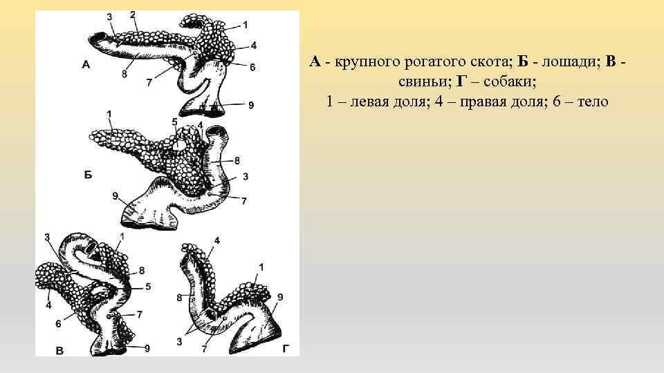 А - крупного рогатого скота; Б - лошади; В - свиньи; Г – собаки;