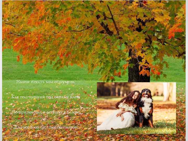 Нынче юность моя отшумела, Как подгнивший под окнами клен, Но припомнил я девушку в