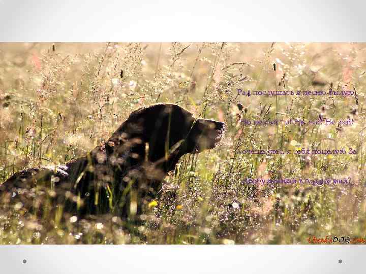 Рад послушать я песню былую, Но не лай ты! Не лай! Хочешь, пес, я