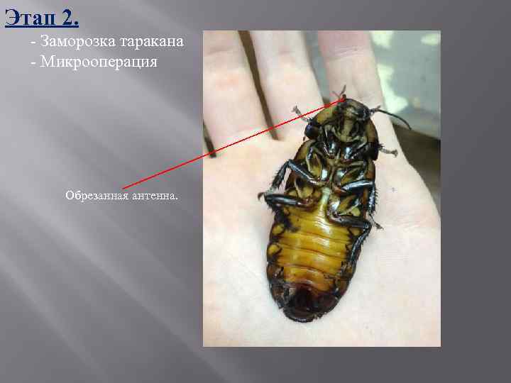 Этап 2. - Заморозка таракана - Микрооперация Обрезанная антенна. 