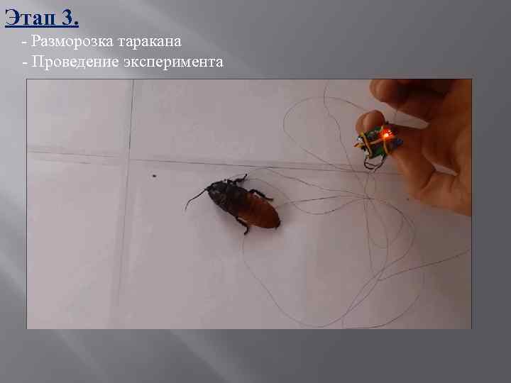 Этап 3. - Разморозка таракана - Проведение эксперимента 