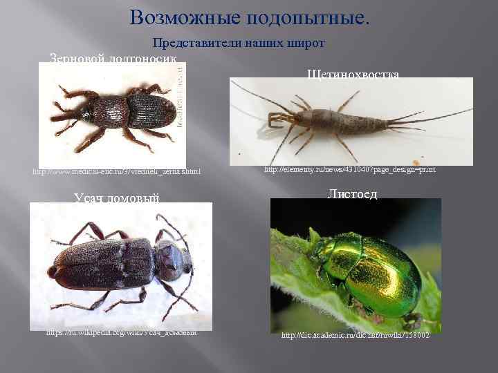 Возможные подопытные. Представители наших широт Зерновой долгоносик Щетинохвостка http: //www. medical-enc. ru/3/vrediteli_zerna. shtml Усач