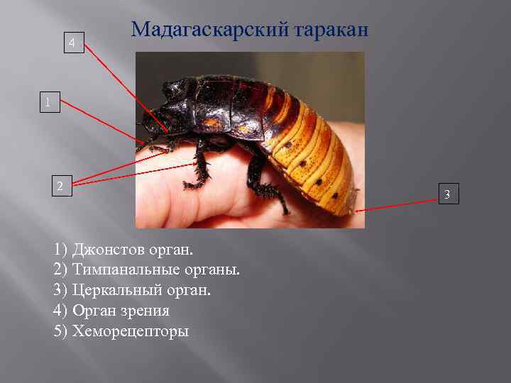 4 Мадагаскарский таракан 1 2 1) Джонстов орган. 2) Тимпанальные органы. 3) Церкальный орган.
