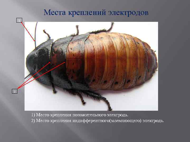 Места креплений электродов 1 2 1) Место крепления положительного электрода. 2) Место крепления индифферентного(заземляющего)