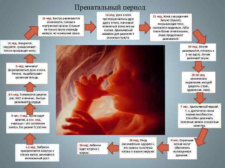 Пренатальный период. Пренатальное развитие ребенка. Периоды пренатального развития человека. Пренатальный период развития ребенка.