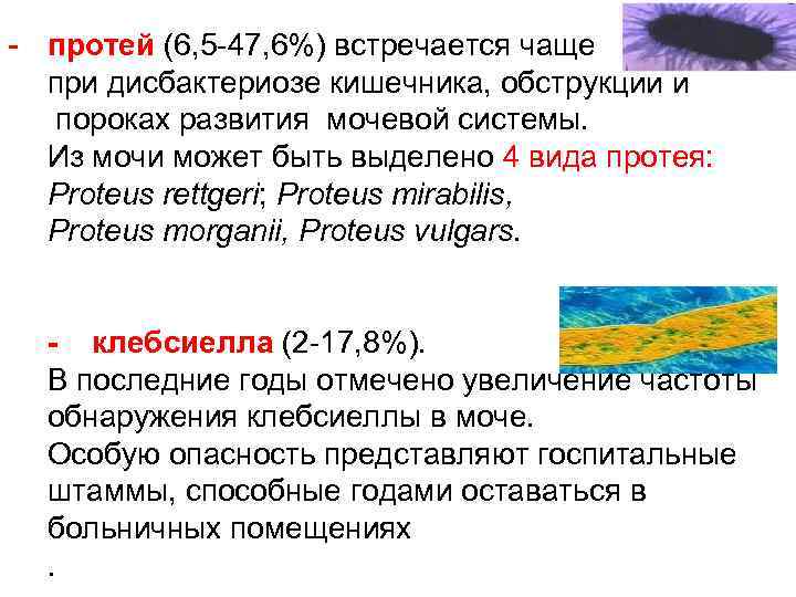 - протей (6, 5 -47, 6%) встречается чаще при дисбактериозе кишечника, обструкции и пороках