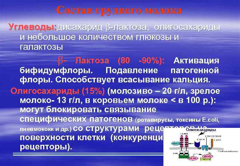 Состав грудного молока Углеводы: дисахарид -лактоза, олигосахариды и небольшое количеством глюкозы и галактозы -