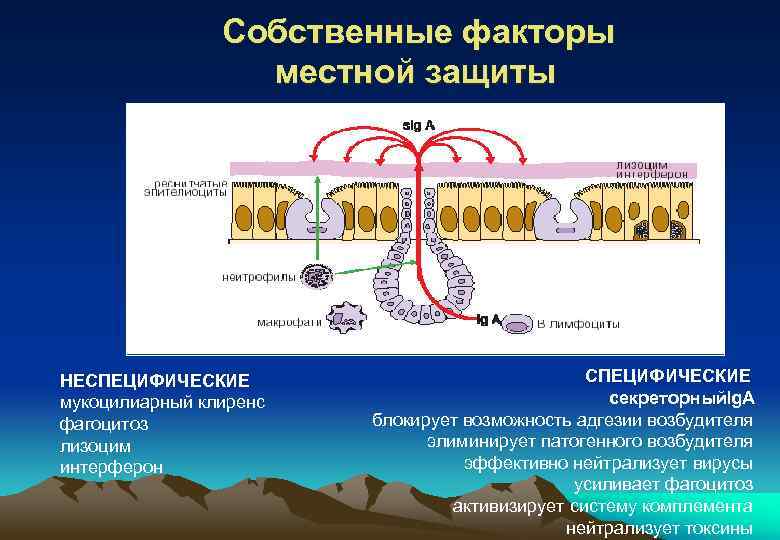 Собственные факторы местной защиты НЕСПЕЦИФИЧЕСКИЕ мукоцилиарный клиренс фагоцитоз лизоцим интерферон СПЕЦИФИЧЕСКИЕ секреторныйlg. A блокирует