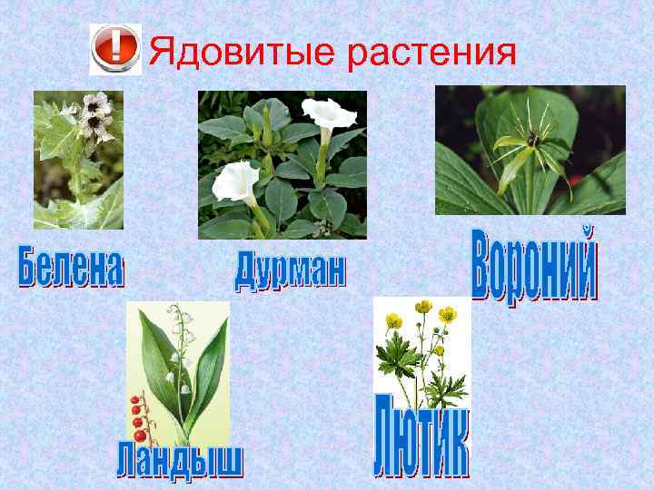 Ядовитые растения 