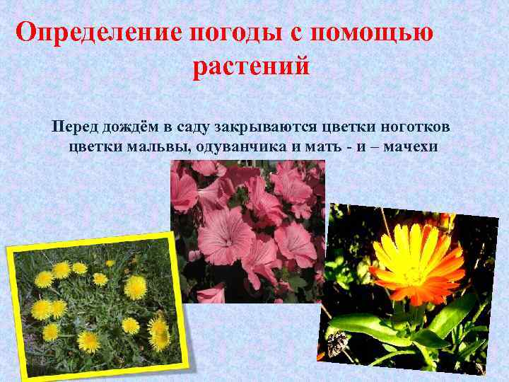 Определение погоды с помощью растений Перед дождём в саду закрываются цветки ноготков цветки мальвы,