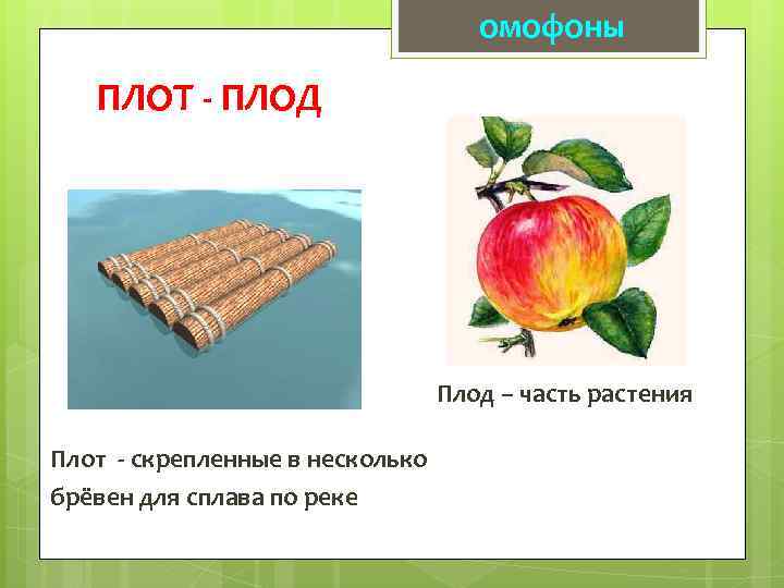 омофоны ПЛОТ - ПЛОД Плод – часть растения Плот - скрепленные в несколько брёвен