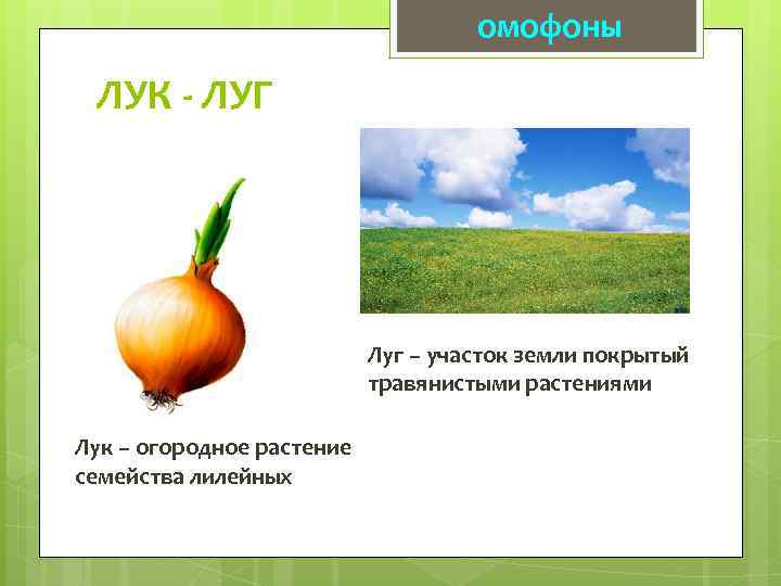 омофоны ЛУК - ЛУГ Луг – участок земли покрытый травянистыми растениями Лук – огородное
