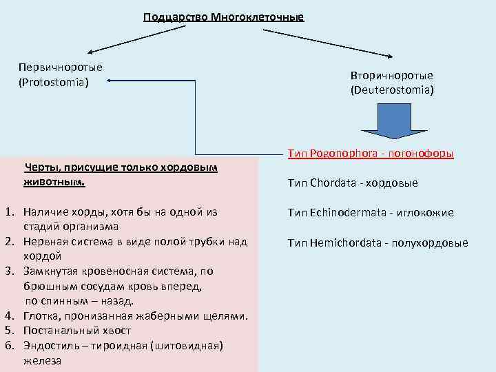 Подцарство Многоклеточные Первичноротые (Protostomia) Черты, присущие только хордовым животным. 1. Наличие хорды, хотя бы