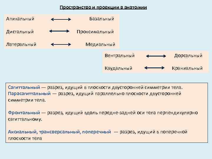 Пространство и проекции в анатомии Апикальный Базальный Дистальный Проксимальный Латеральный Медиальный Вентральный Дорсальный Каудальный