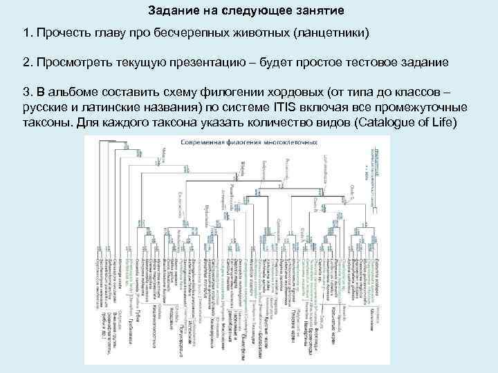 Задание на следующее занятие 1. Прочесть главу про бесчерепных животных (ланцетники) 2. Просмотреть текущую