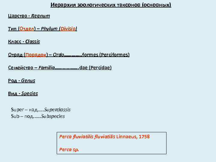 Иерархия зоологических таксонов (основных) Царство - Regnum Тип (Отдел) – Phylum (Divisio) Класс -