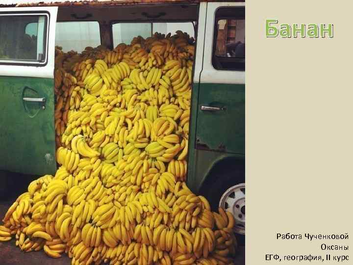 Банан Работа Чученковой Оксаны ЕГФ, география, II курс 