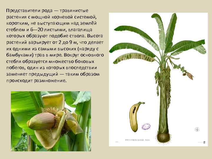 Представители рода — травянистые растения с мощной корневой системой, коротким, не выступающим над землёй