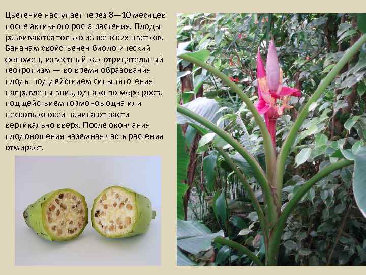 Цветение наступает через 8— 10 месяцев после активного роста растения. Плоды развиваются только из