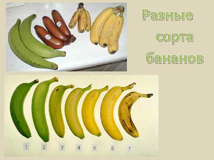 Разные сорта бананов 