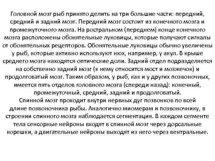 Головной мозг рыб принято делить на три большие части: передний, средний и задний мозг.