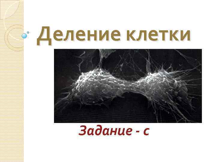 Деление клетки Задание - с 