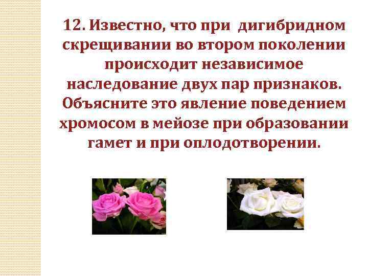 12. Известно, что при дигибридном скрещивании во втором поколении происходит независимое наследование двух пар