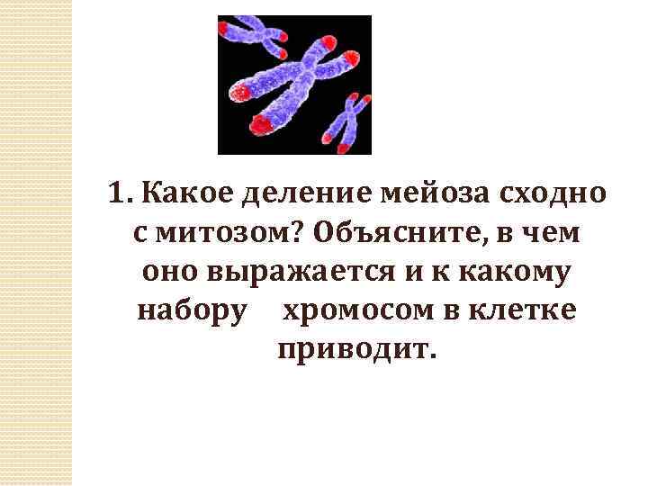 Спор митозом. Какое деление мейоза сходно с митозом? Объяс. Какое деление мейоза сходно с митозом. Какое деление мейоза сходно с митозом объясните. Сходное деление мейоза с митозом.