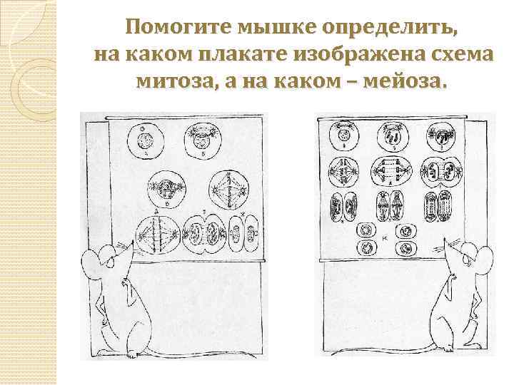 Помогите мышке определить, на каком плакате изображена схема митоза, а на каком – мейоза.